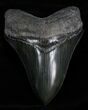 Inch Black Megalodon Shark Tooth #4319-1